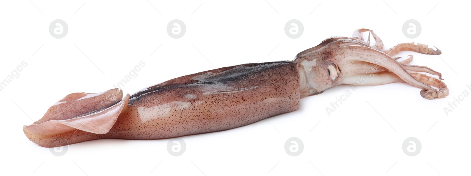 Photo of Raw squid isolated on white. Fresh seafood