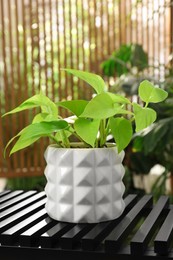 Beautiful house plant in pot on table