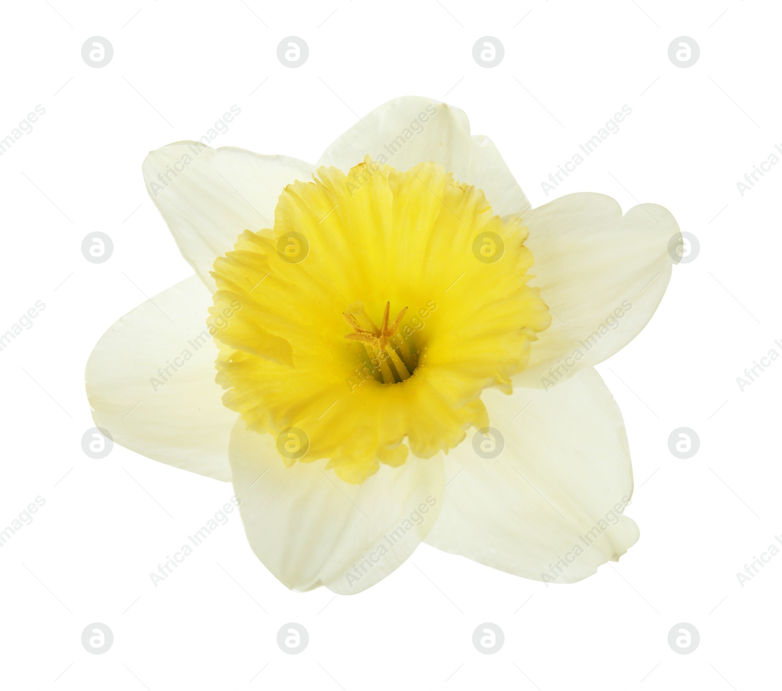 Photo of Beautiful daffodil on white background. Fresh spring flower