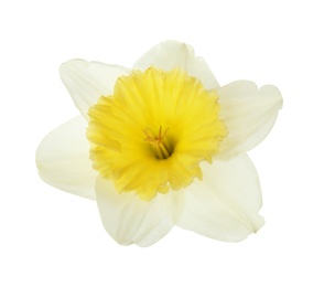 Photo of Beautiful daffodil on white background. Fresh spring flower