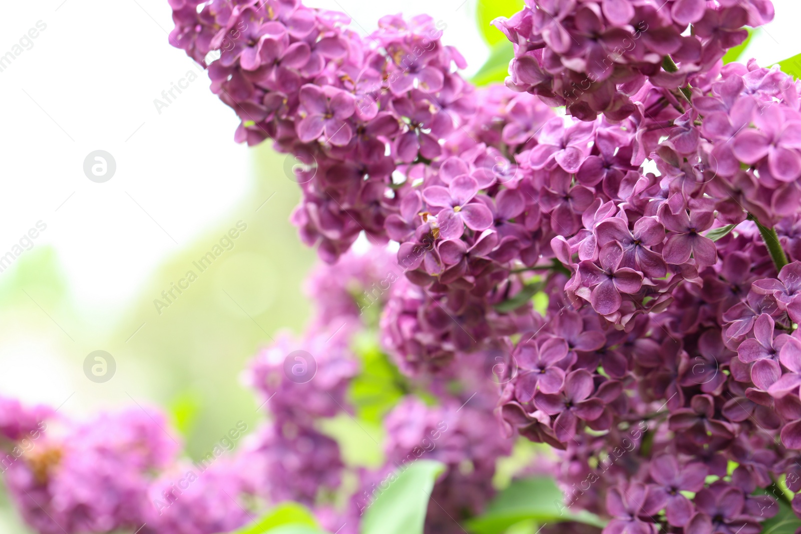 Photo of Beautiful blossoming lilac flowers on blurred background, closeup. Space for text