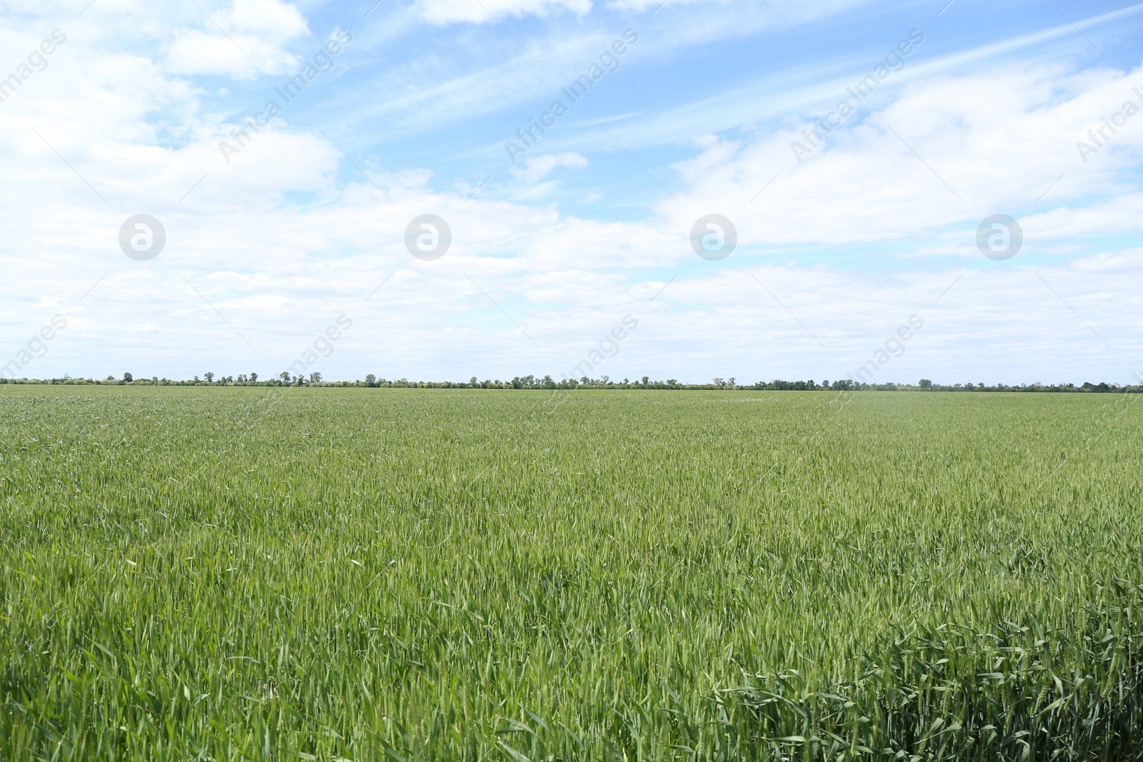 Photo of Beautiful field with ripening crop under cloudy sky