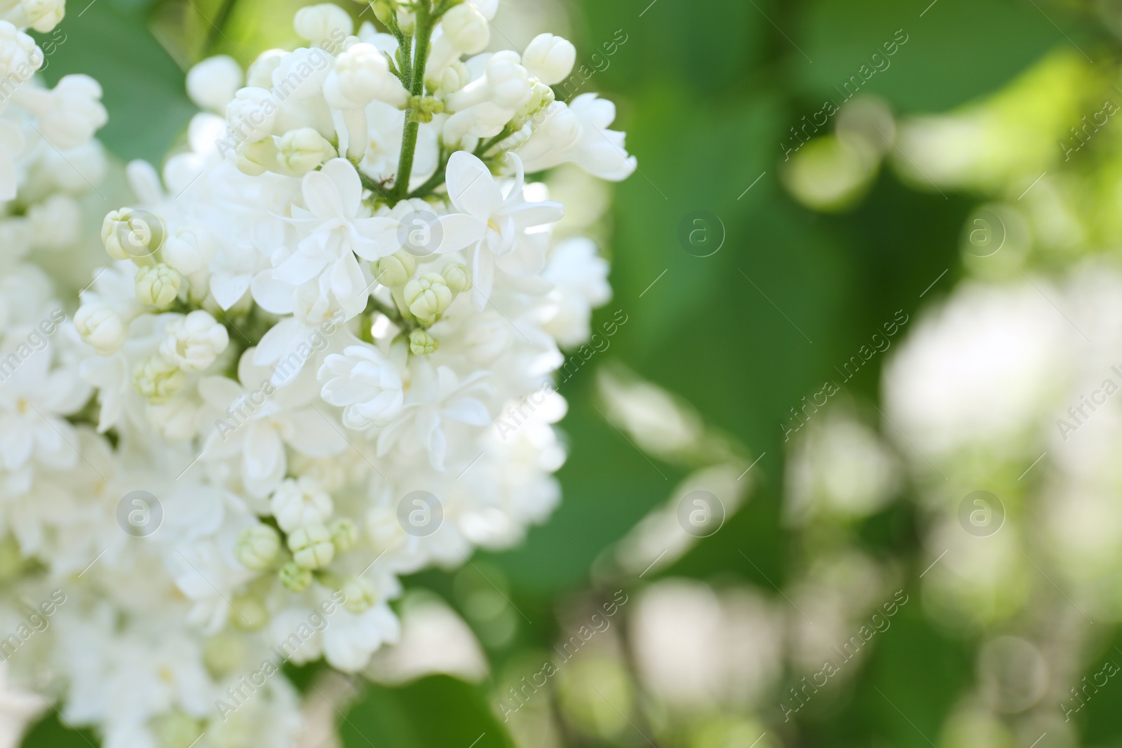 Photo of Closeup view of beautiful blooming lilac shrub with white flowers outdoors