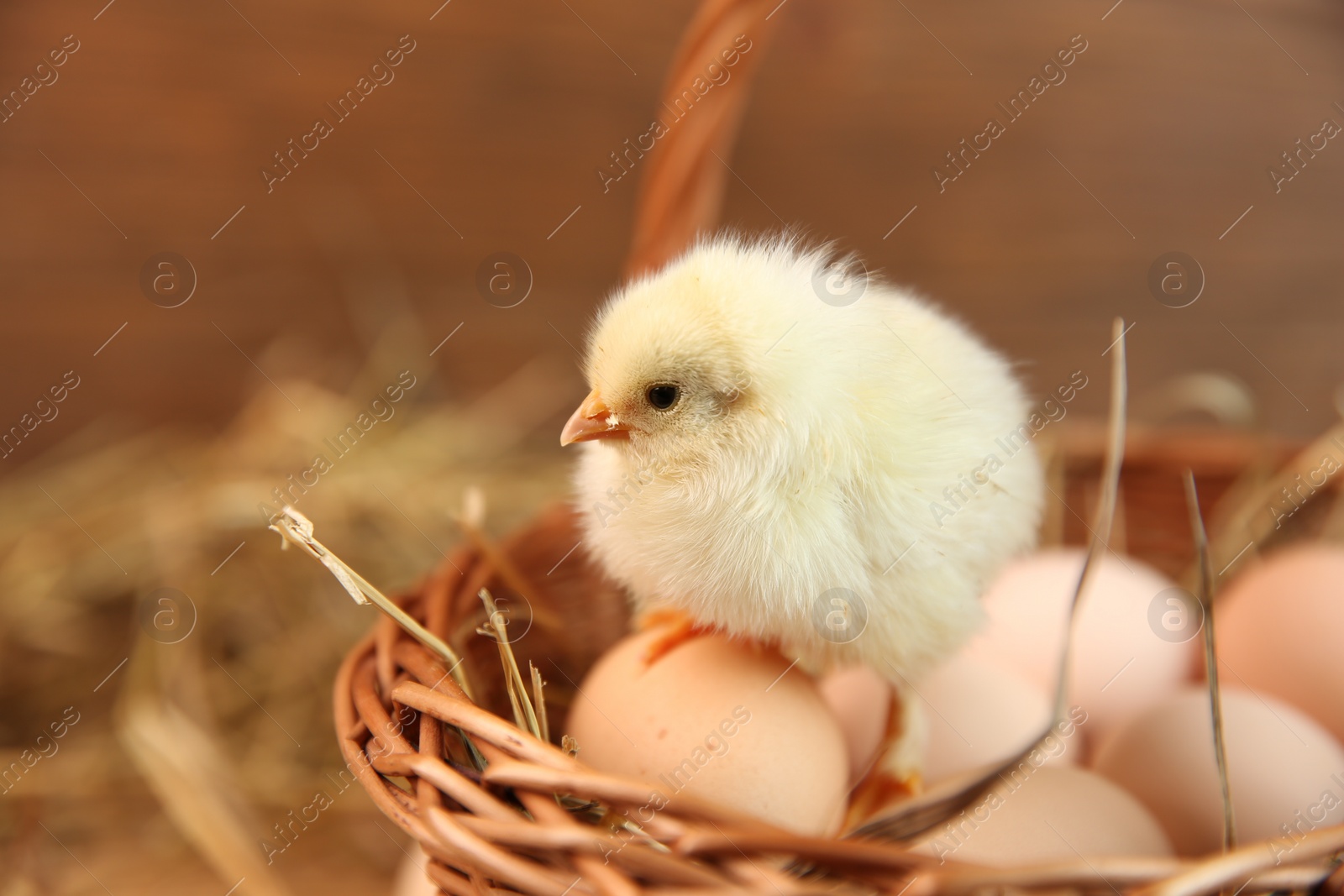 Photo of Cute chick and eggs in wicker basket on blurred background. Baby animal