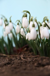 Photo of Fresh blooming snowdrops growing outdoors. Spring flowers