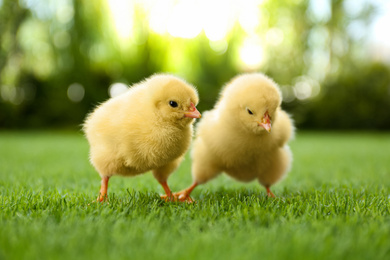 Photo of Cute fluffy baby chickens together on green grass outdoors