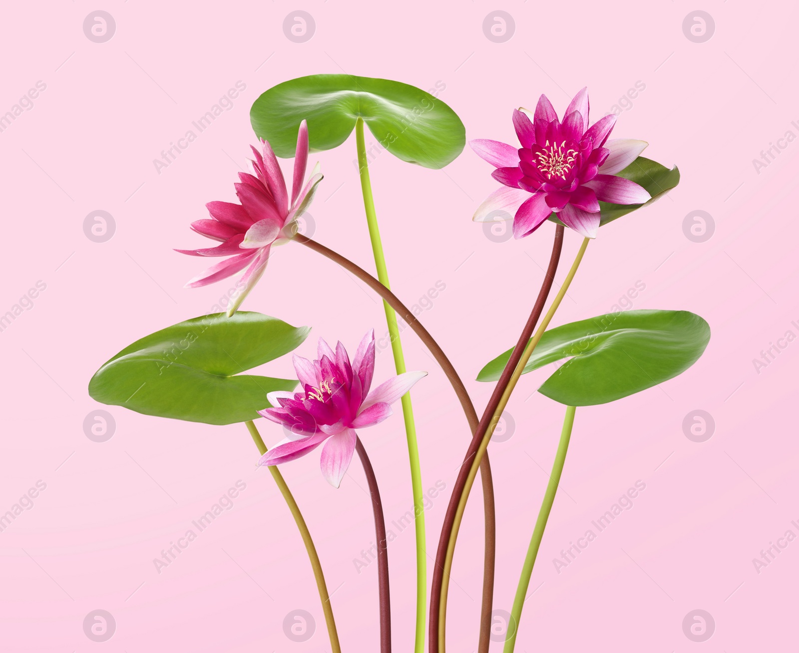 Image of Beautiful lotus flowers with long stems on pink background