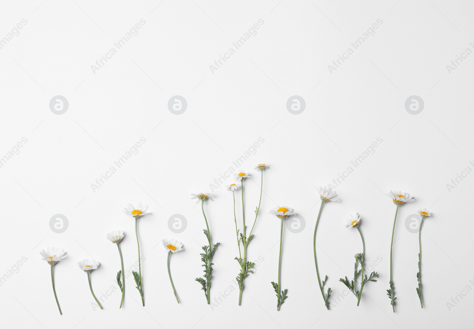 Photo of Flat lay composition with fresh chamomiles on white background. Space for text