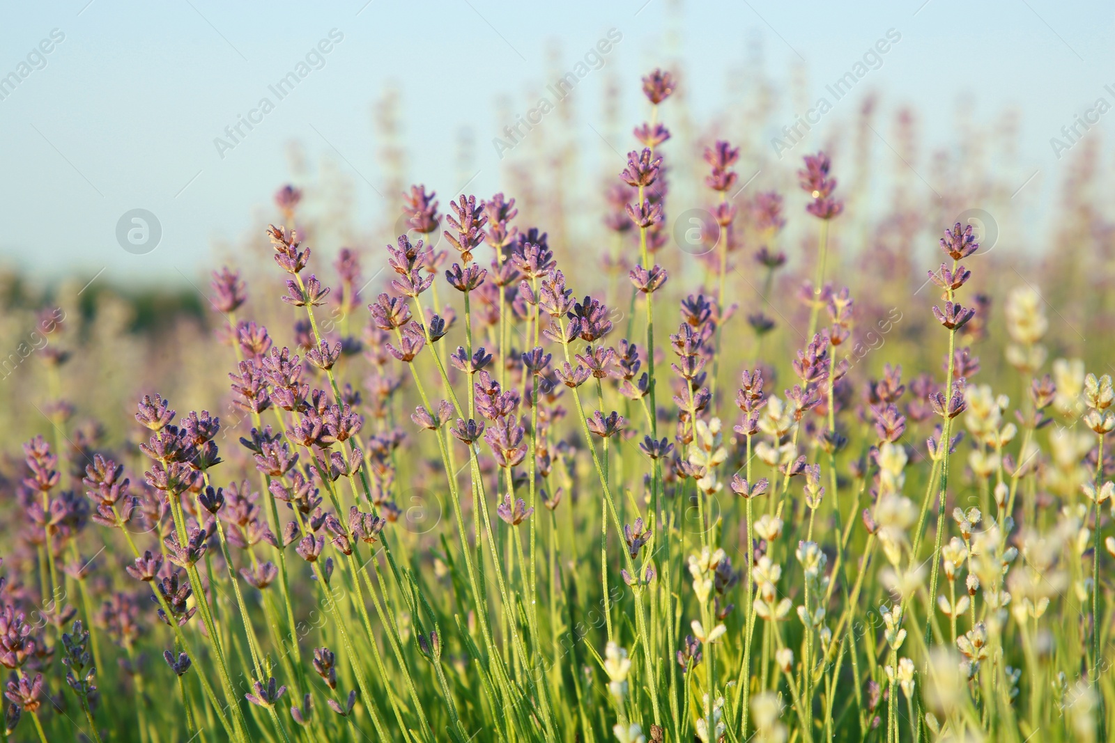 Photo of Beautiful blooming lavender growing in field, closeup