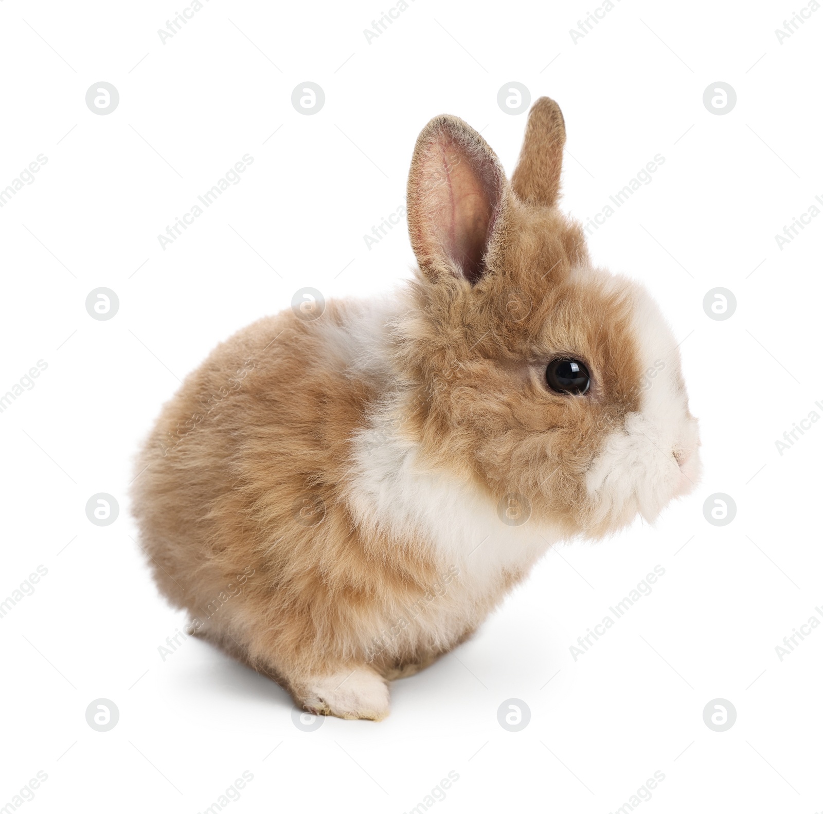 Photo of Cute fluffy pet rabbit isolated on white