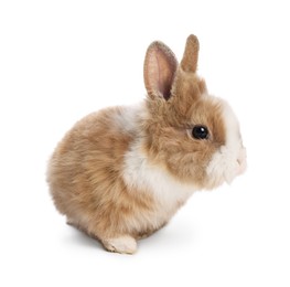 Cute fluffy pet rabbit isolated on white