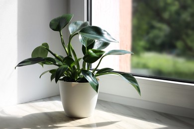 Beautiful houseplant with green leaves in pot on white window sill indoors. Space for text