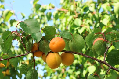 Image of Tree branch with ripening apricots outdoors, closeup