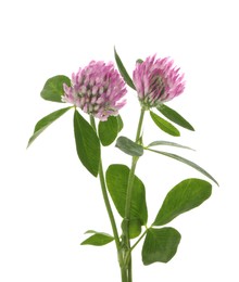 Photo of Beautiful clover flowers with green leaves on white background