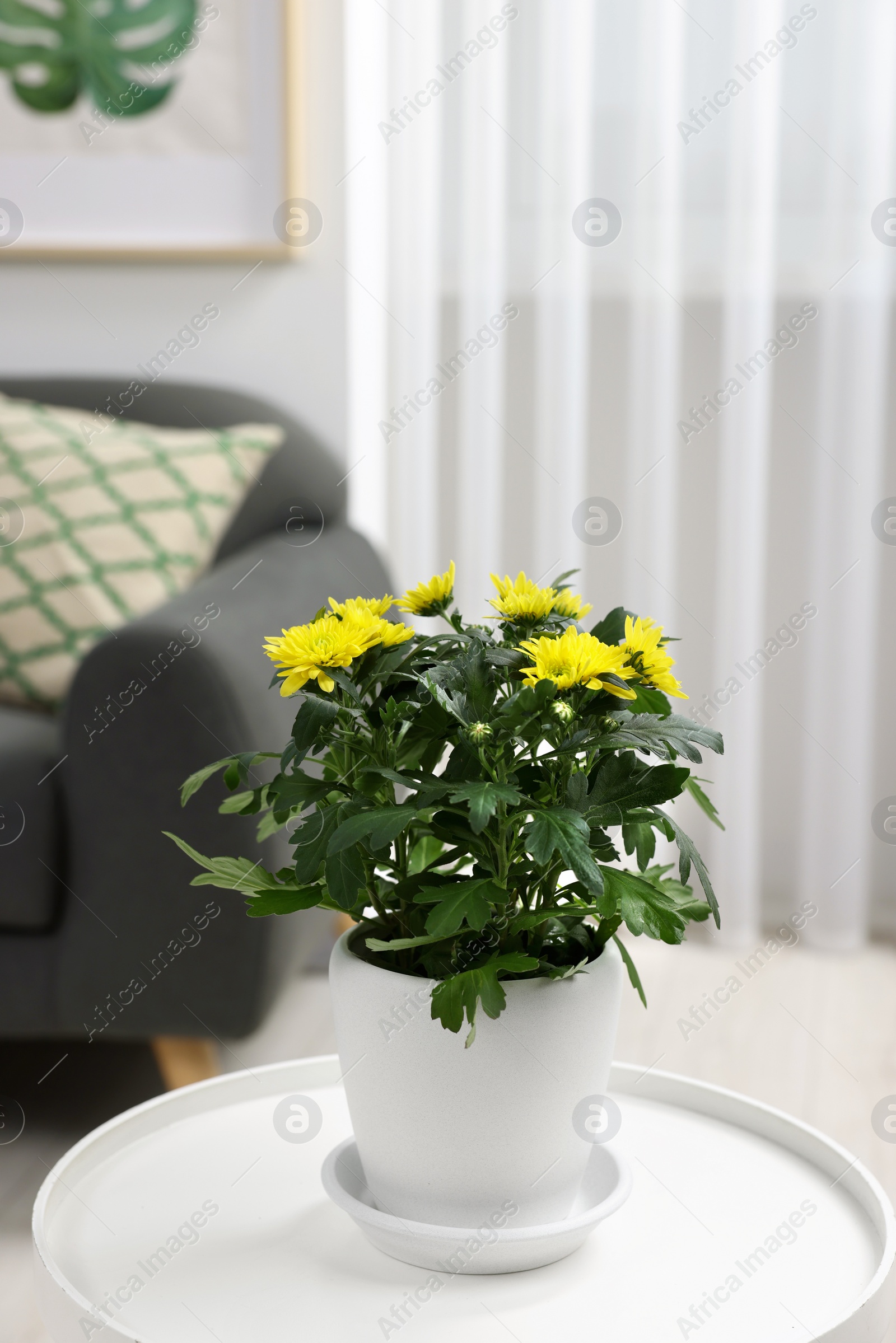 Photo of Beautiful chrysanthemum plant in flower pot on white table in room