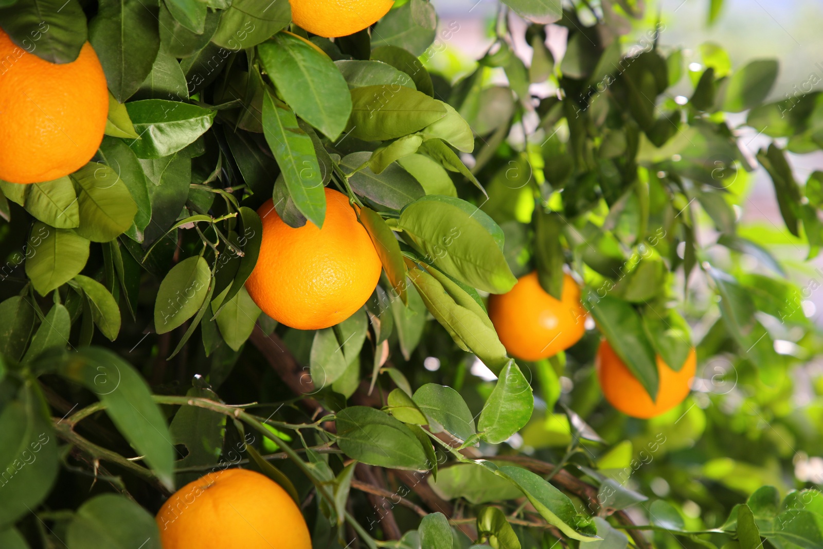 Photo of Fresh ripe oranges growing on tree outdoors