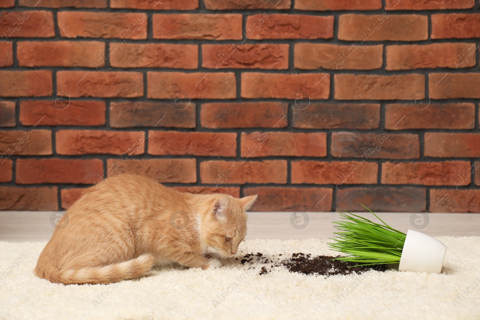 Photo of Cute ginger cat near overturned houseplant on carpet at home