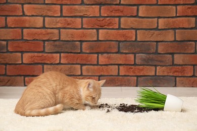 Cute ginger cat near overturned houseplant on carpet at home