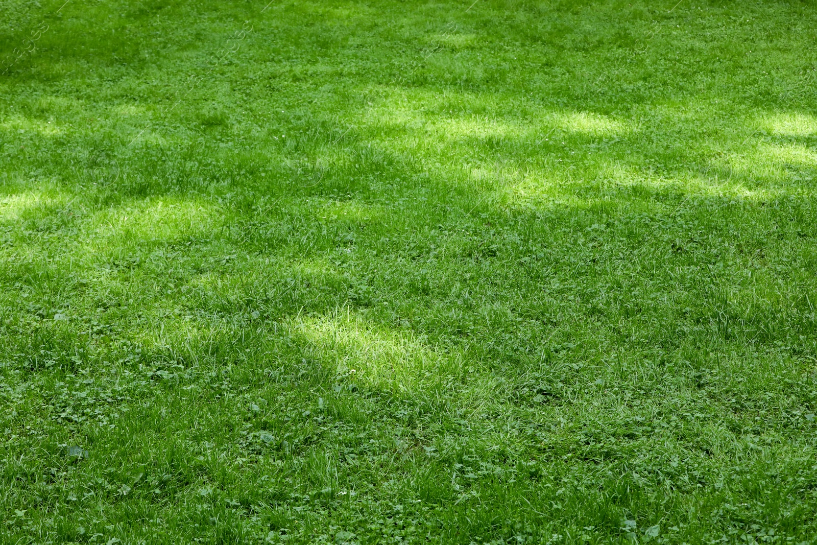 Photo of Fresh green grass growing outdoors in summer