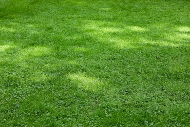 Fresh green grass growing outdoors in summer