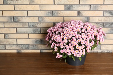 Beautiful potted chrysanthemum flowers on table near brick wall. Space for text