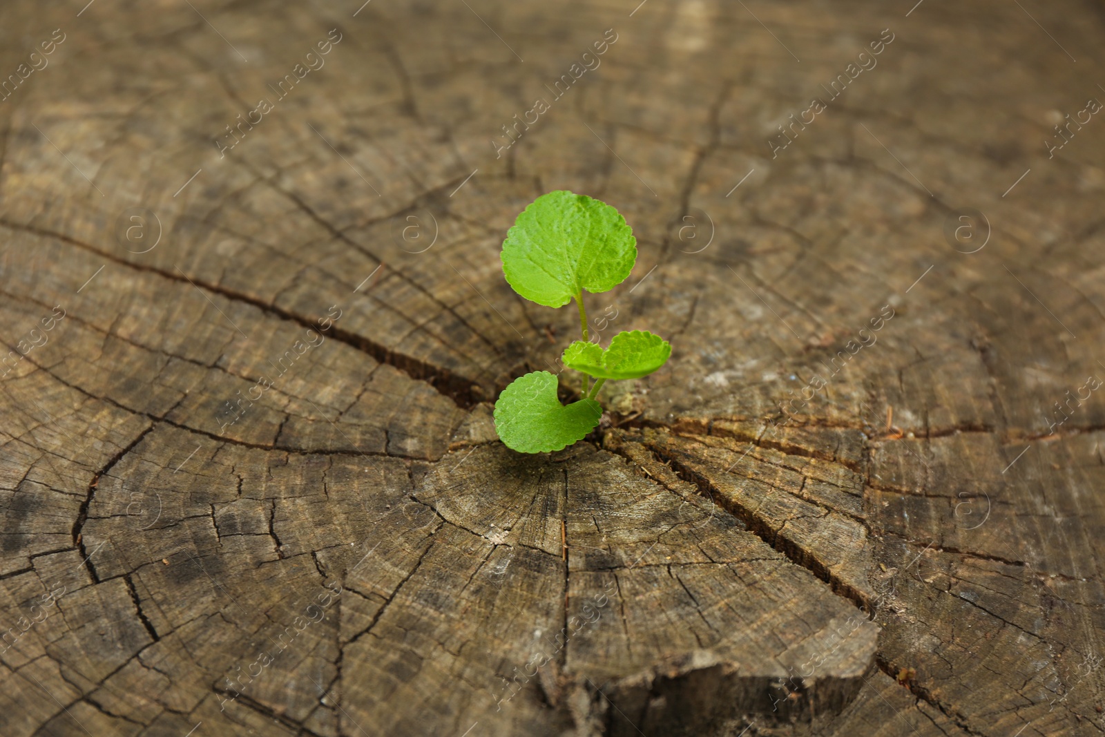 Photo of Young seedling growing from tree stump, closeup. New life concept