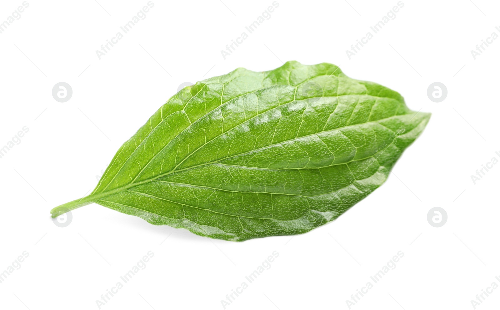 Photo of Beautiful spring green leaf on white background