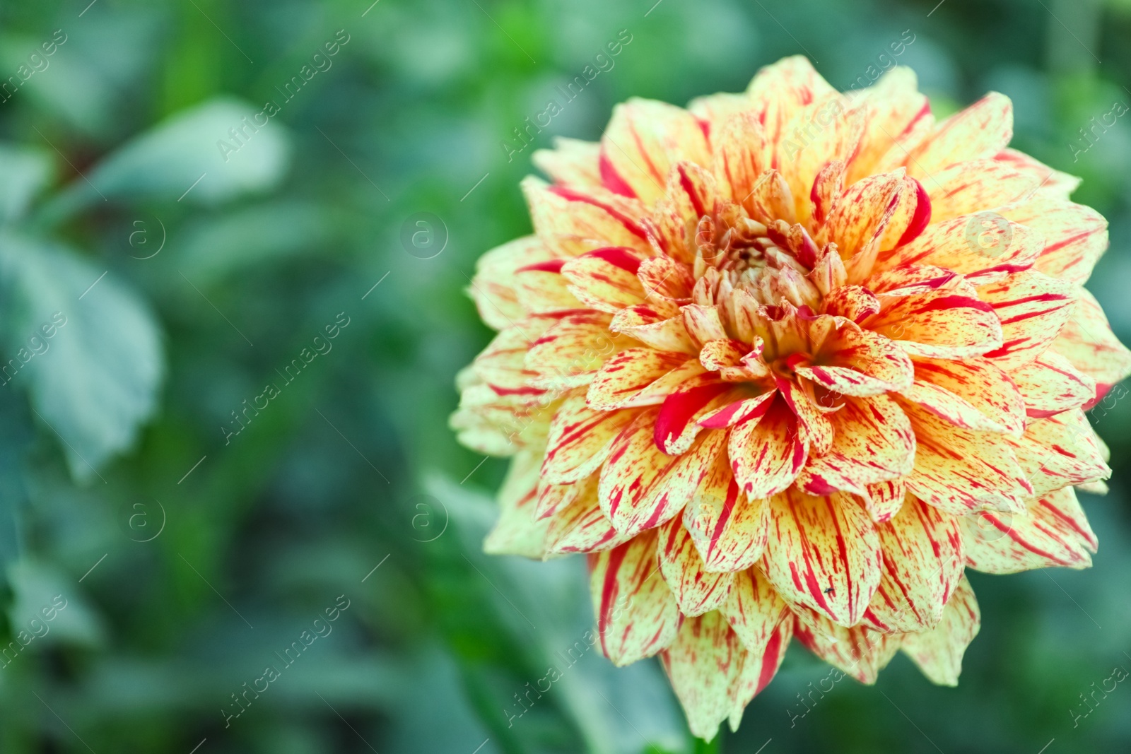 Photo of Beautiful blooming dahlia flower in green garden, closeup