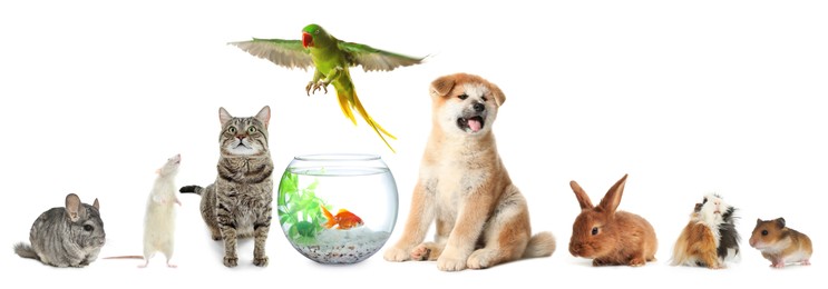 Group of different domestic animals on white background, collage