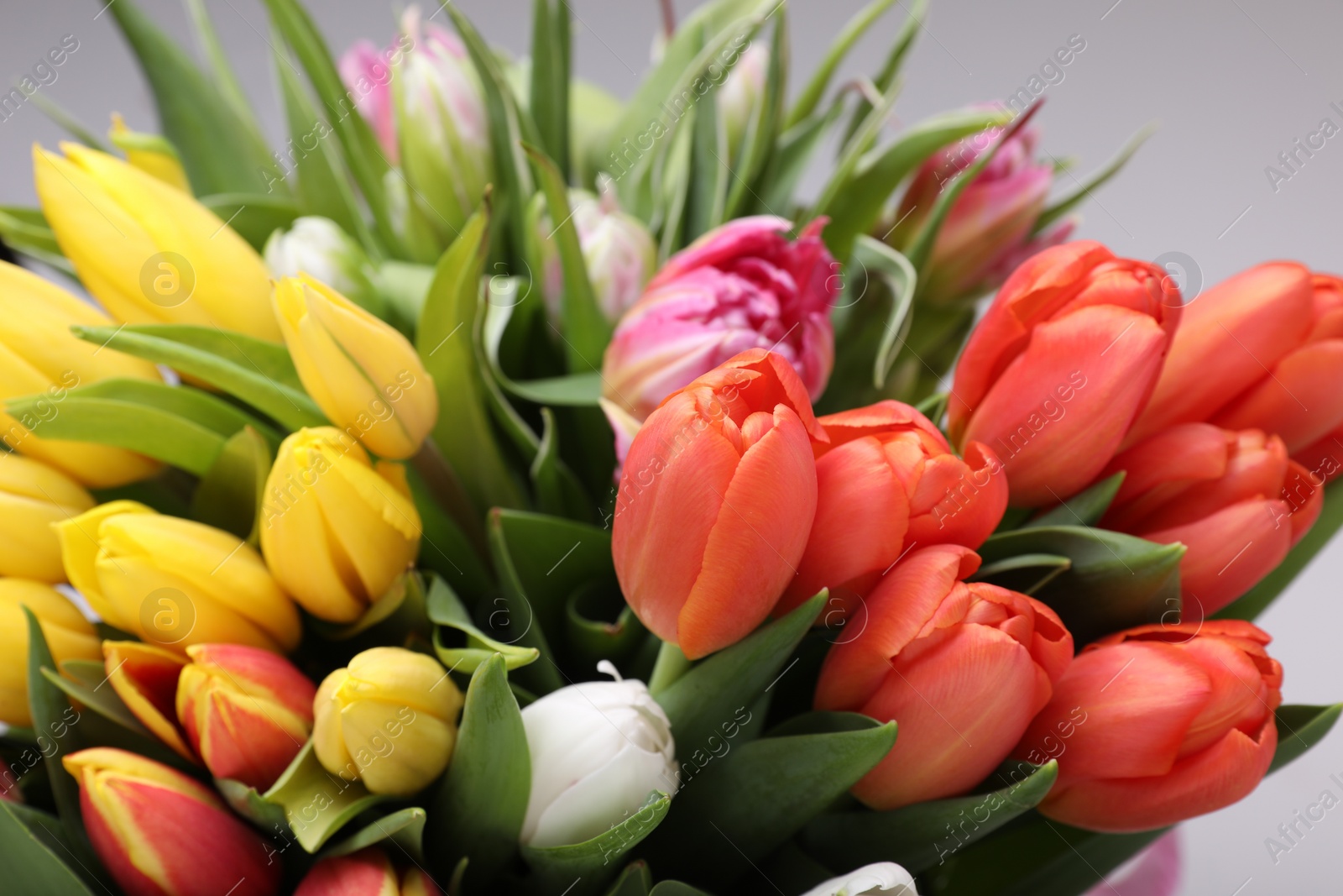 Photo of Beautiful colorful tulip flowers on grey background, closeup