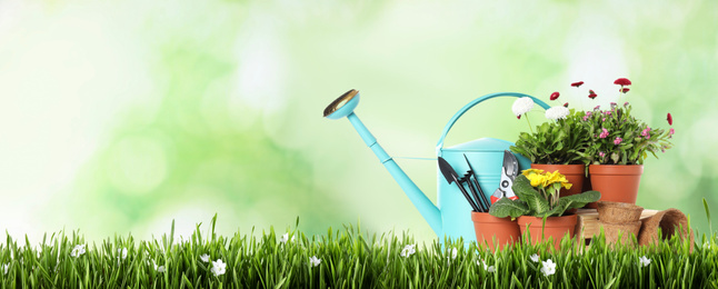 Image of Potted blooming flowers and gardening tools on green grass against blurred background, space for text. Banner design