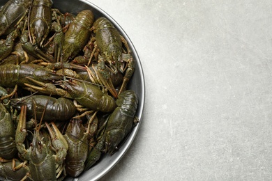 Fresh raw crayfishes on grey table, top view. Space for text