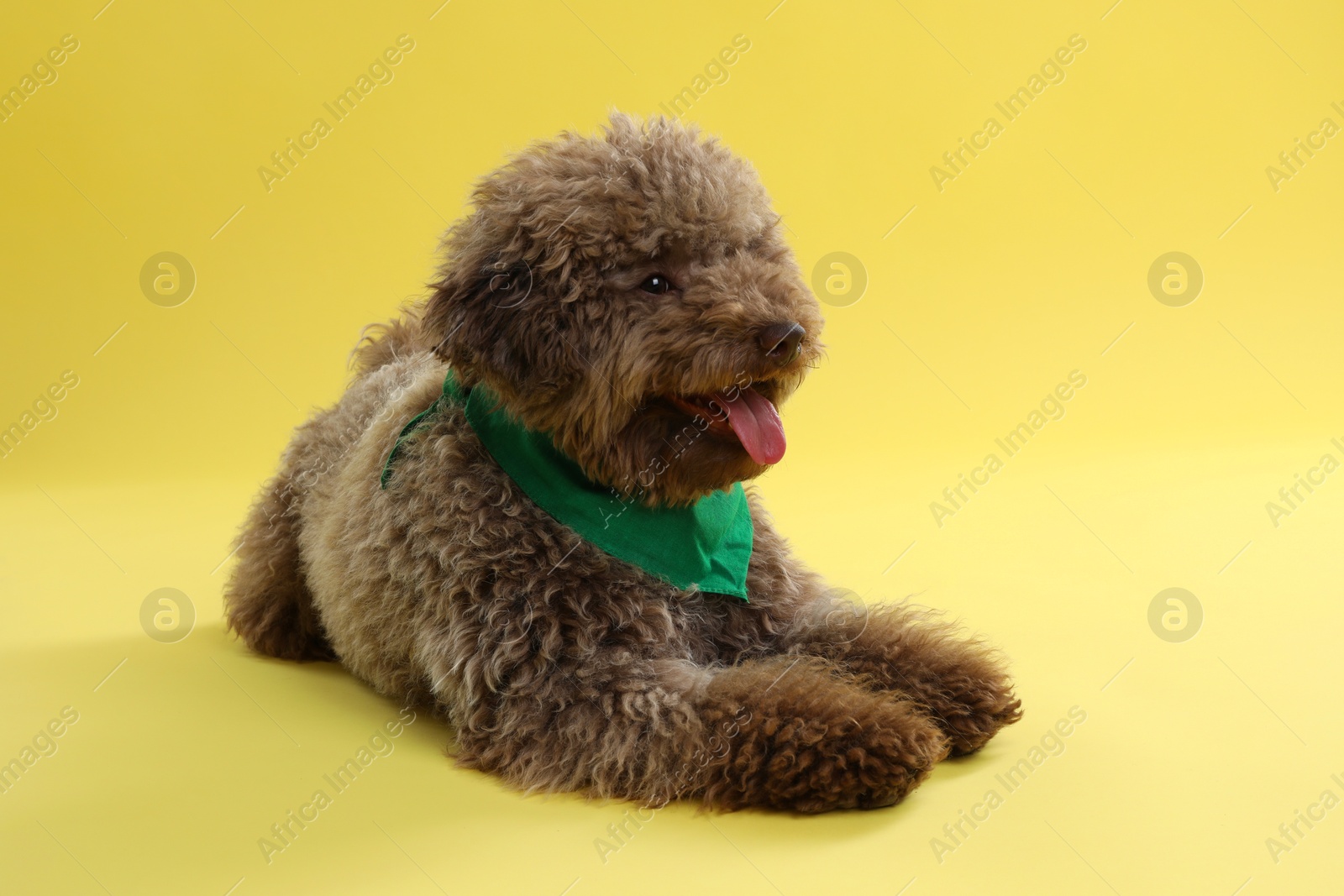 Photo of Cute Toy Poodle dog with green bandana on yellow background