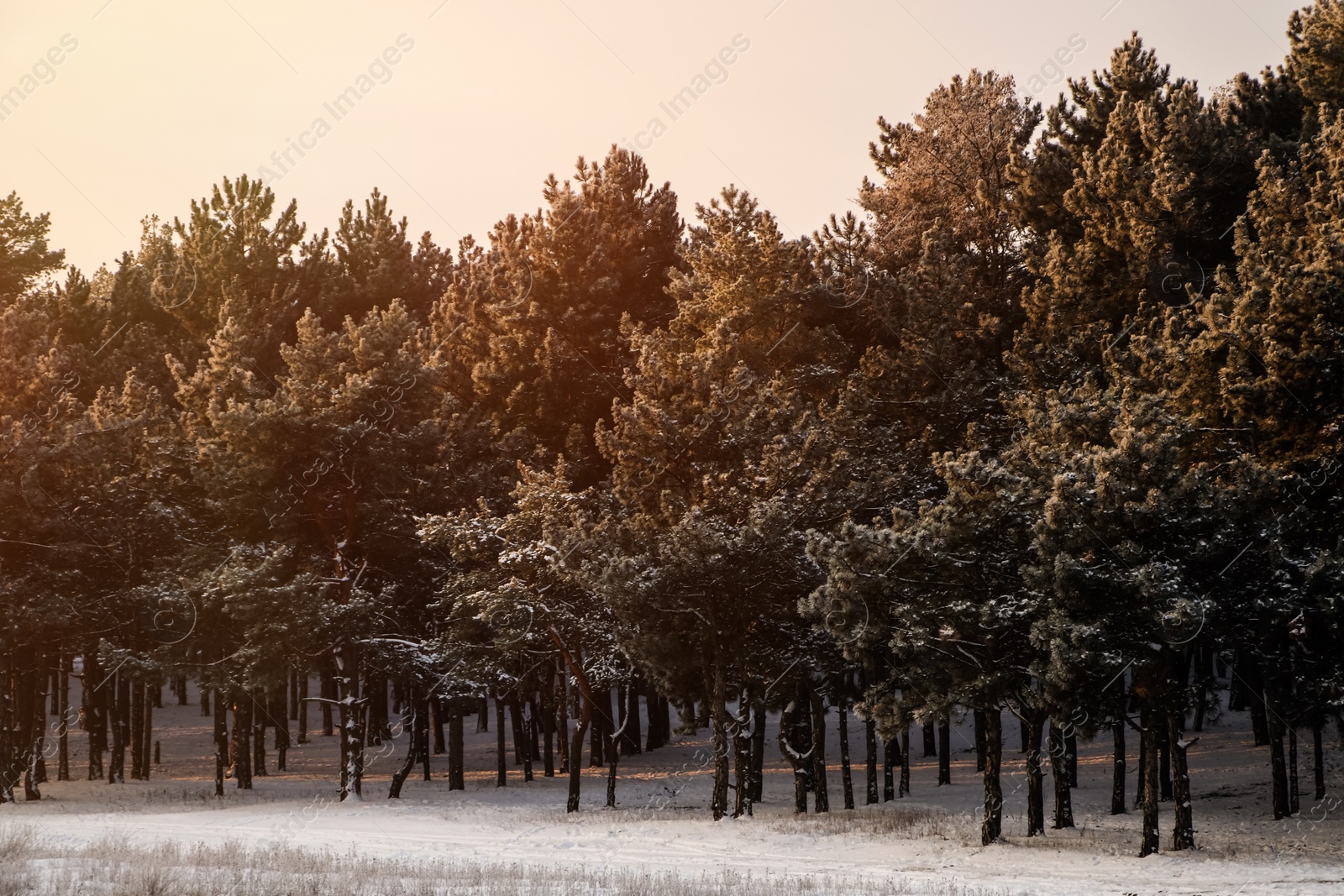 Photo of Beautiful view of snowy conifer forest on winter morning