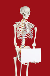 Photo of Artificial human skeleton model with blank paper sheet on red background. Space for text