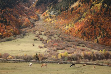 Picturesque view of cows grazing on meadow in high mountains with forest