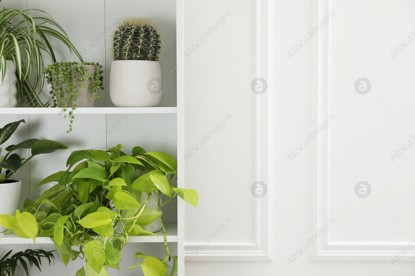 Photo of Green potted houseplants on shelves near white wall. Space for text