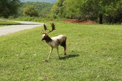 Photo of Beautiful deer stag on green grass in safari park