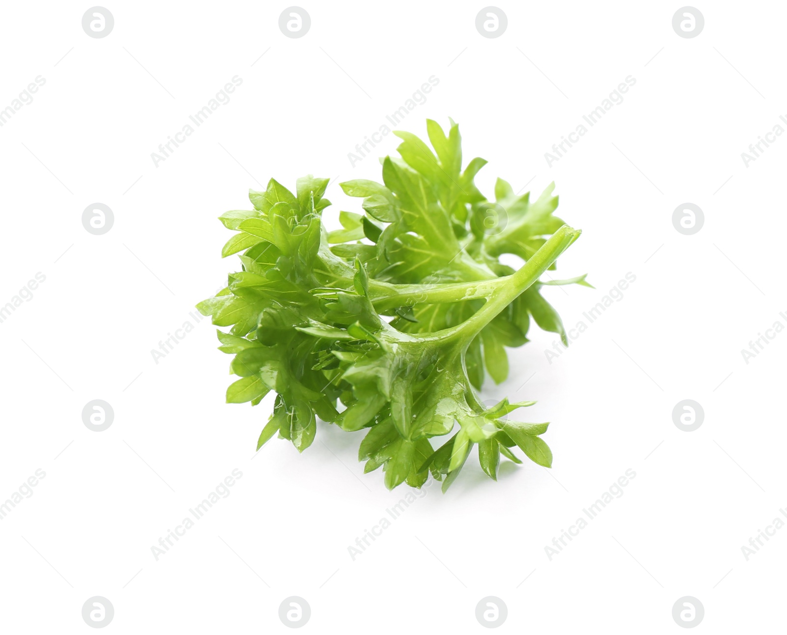 Photo of Fresh green curly parsley on white background