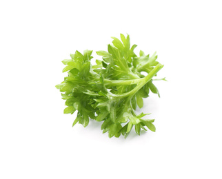 Fresh green curly parsley on white background