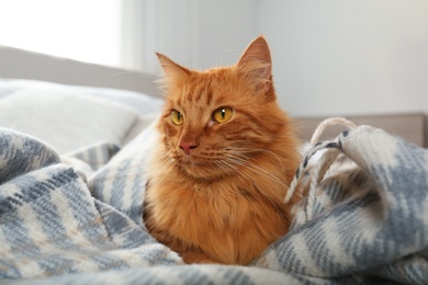 Adorable red cat under plaid. Cozy winter