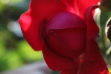 Photo of Closeup view of beautiful blooming rose against blurred background