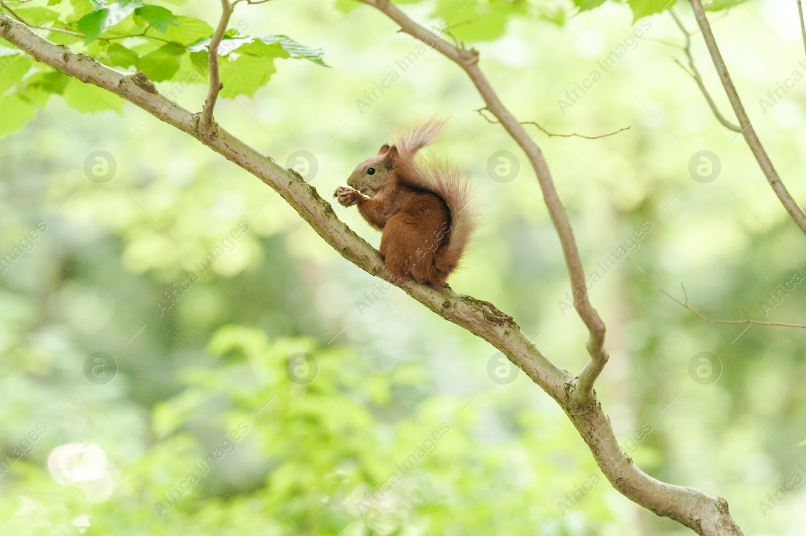 Photo of Cute red squirrel with nut on tree branch in forest