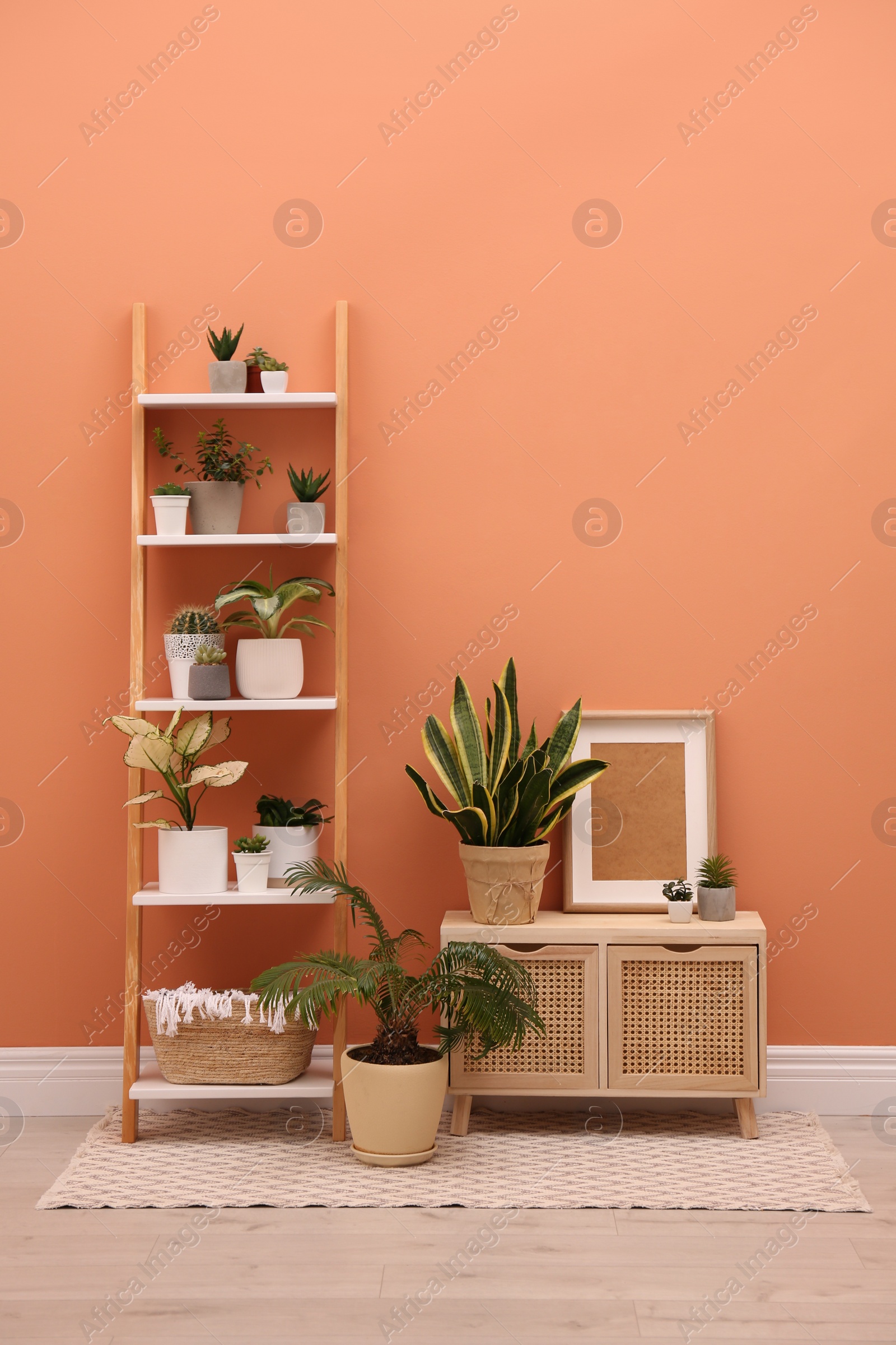 Photo of Stylish room interior with decorative ladder and plants near coral wall