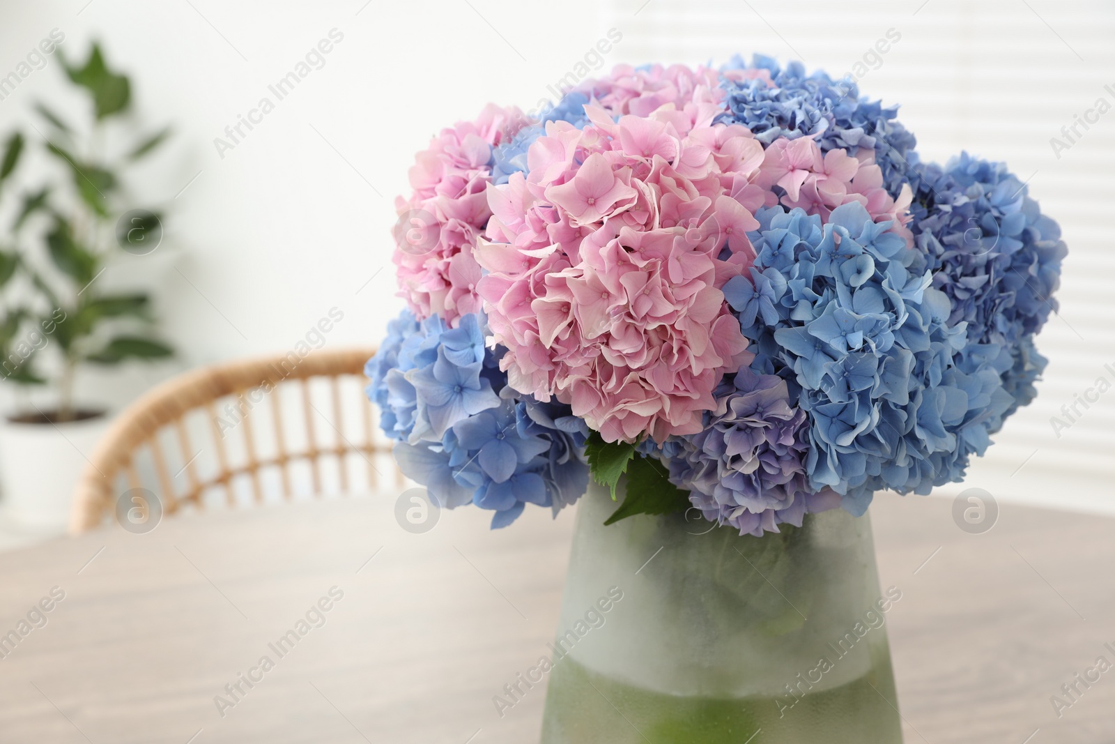 Photo of Vase with beautiful hydrangea flowers on table indoors, closeup. Space for text