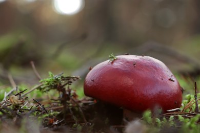 Photo of Russula mushroom growing in forest, closeup. Space for text