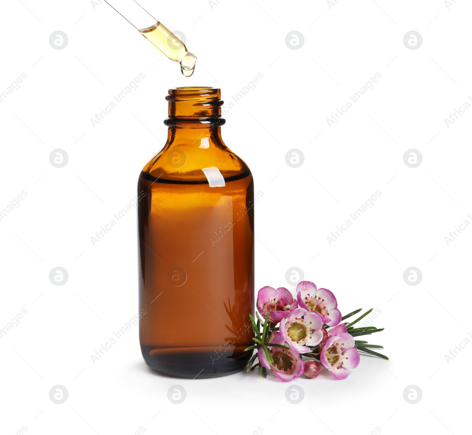 Photo of Dripping natural essential oil into bottle near tea tree branch on white background