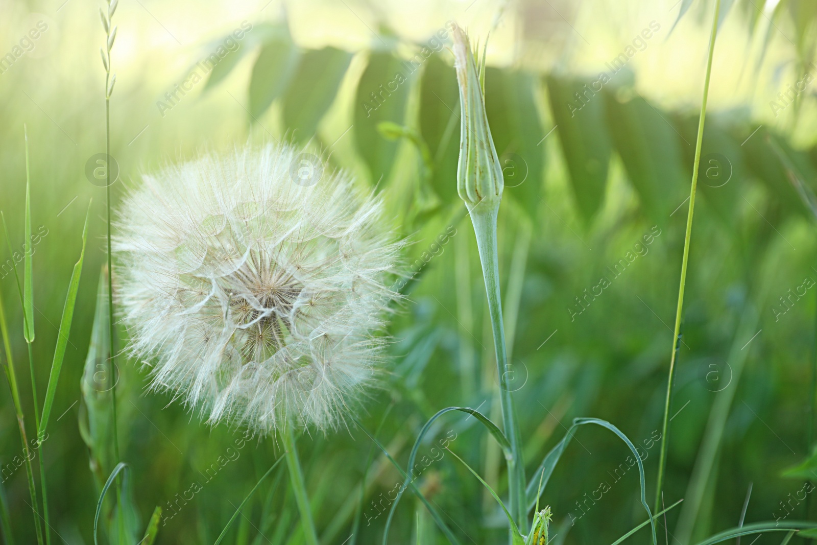 Photo of Beautiful wild flower outdoors, space for text. Amazing nature in summer