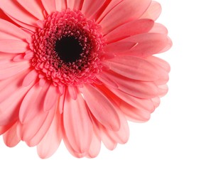 Photo of Beautiful pink gerbera flower on white background, closeup