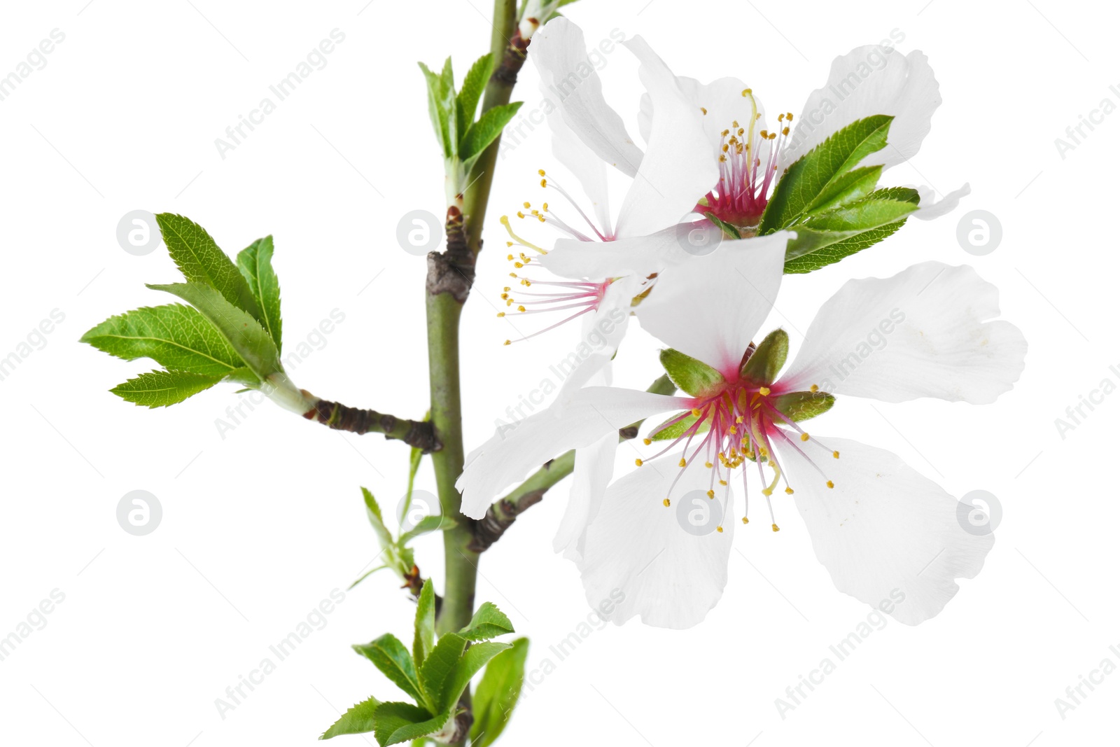 Photo of Tree branch with beautiful blossoms isolated on white. Spring season